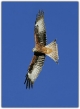 02_Red kite in flight.jpg